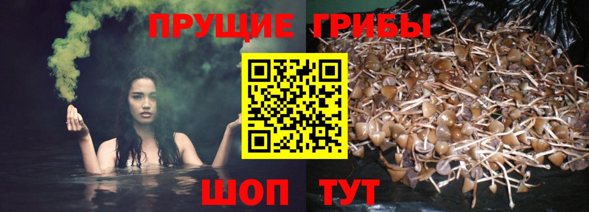 Галлюциногенные грибы Psilocybe Десногорск